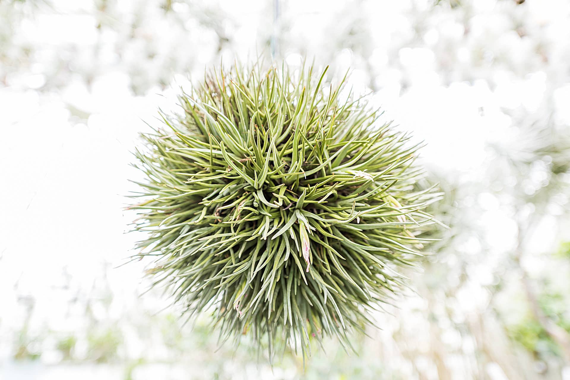 Botanischer Garten Heidelberg - Fotos - Botanischer Garten